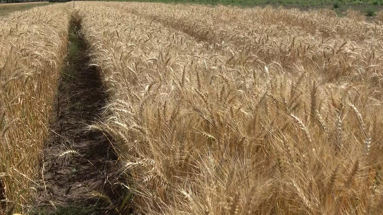 22 yılda geliştirilen 'Parla' buğday çeşidi yüz güldürdü