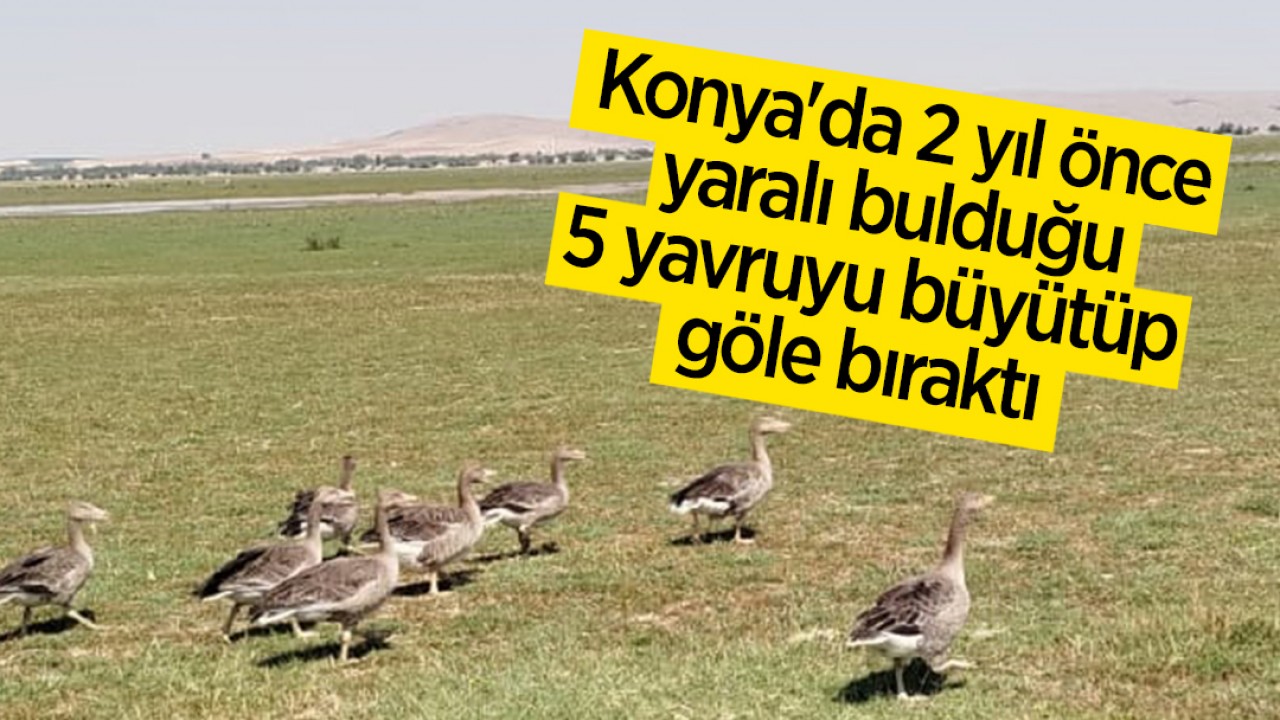 Konya’da 2 yıl önce yaralı bulduğu 5 yavruyu büyütüp göle bıraktı