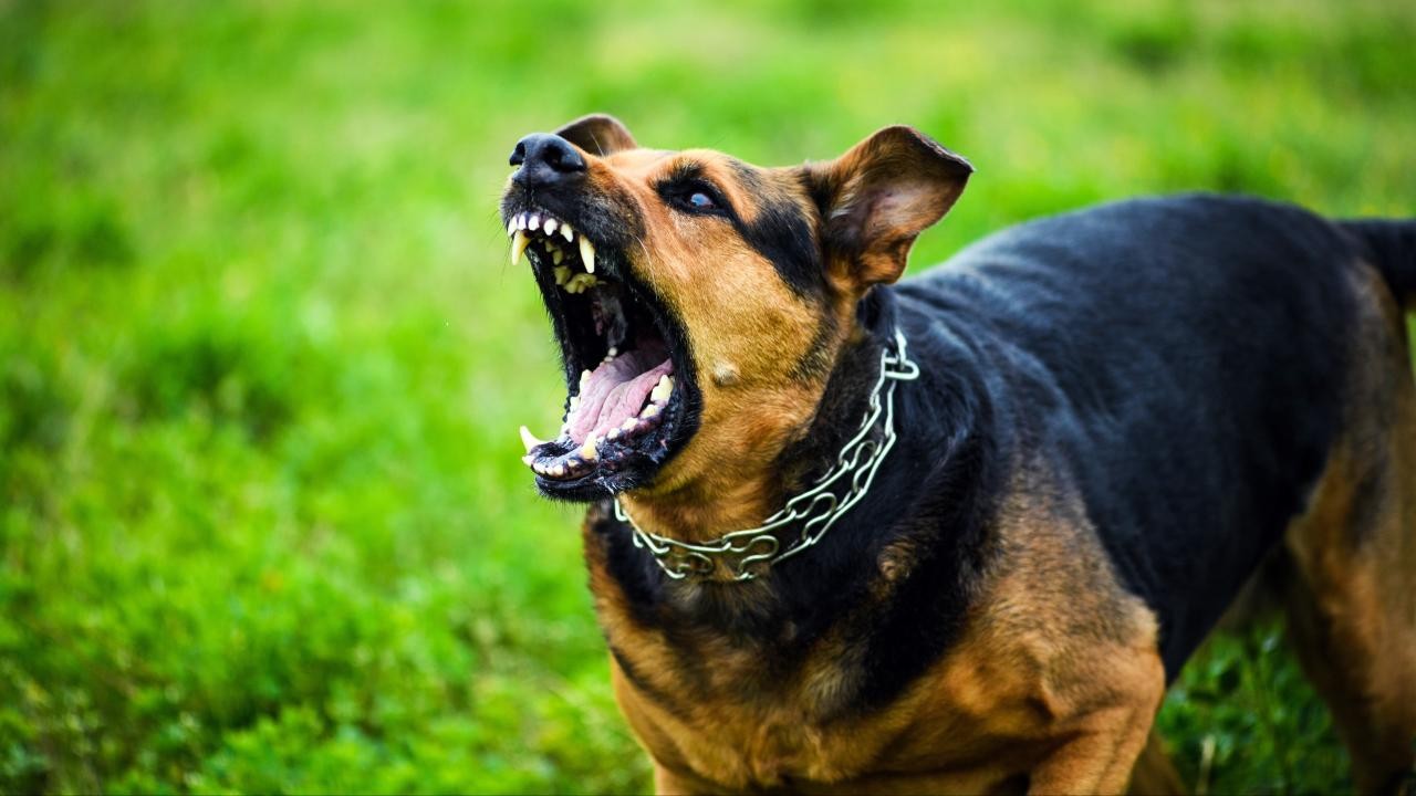 Başıboş köpeklere yönelik uygulama yönetmeliği geliyor