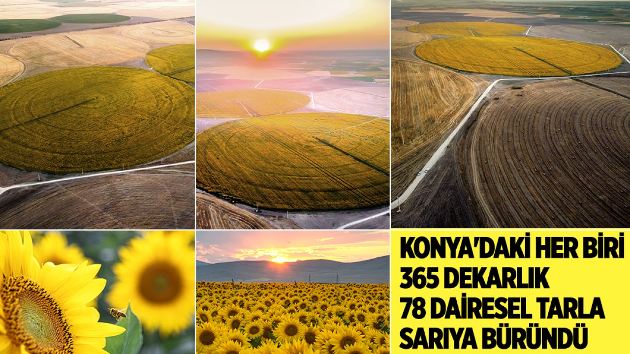 Konya’daki her biri 365 dekarlık 78 dairesel tarla sarıya büründü