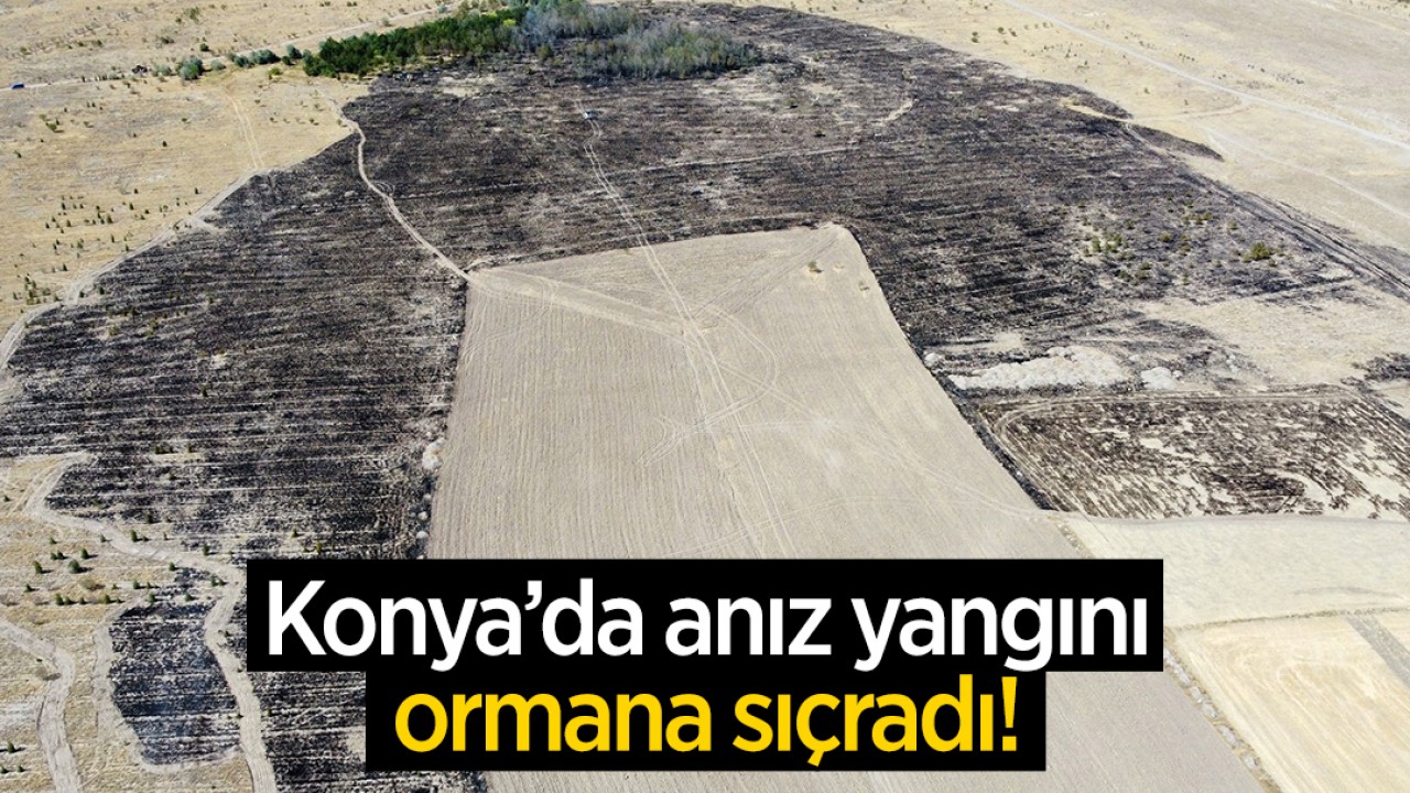 Konya’da anız yangını ormana sıçradı