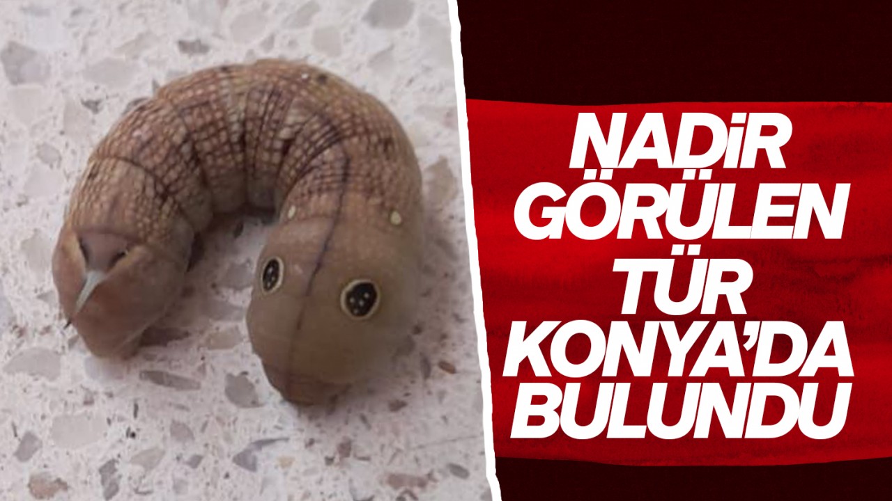 Nadir görülen tür Konya’da bulundu!