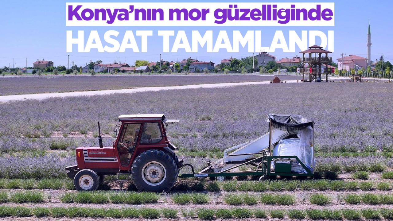 Konya'nın mor güzelliğinde hasat tamamlandı