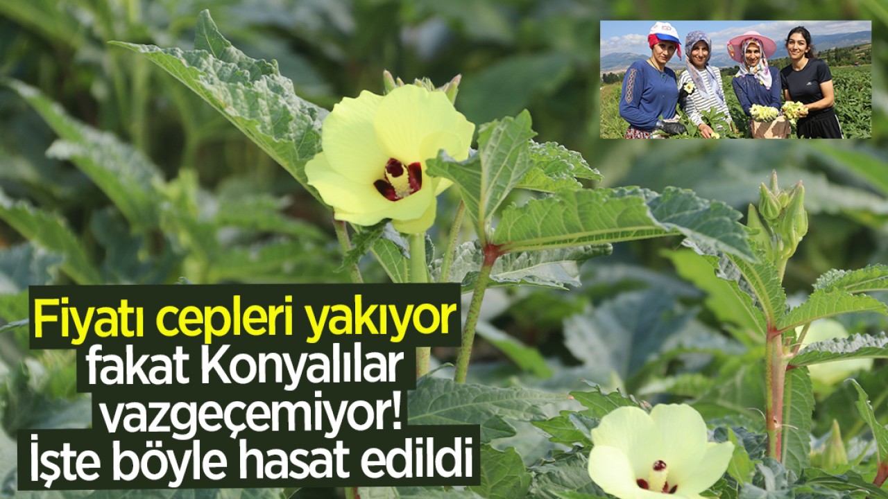 Fiyatı cepleri yakıyor fakat Konyalılar vazgeçemiyor! İşte böyle hasat edildi 