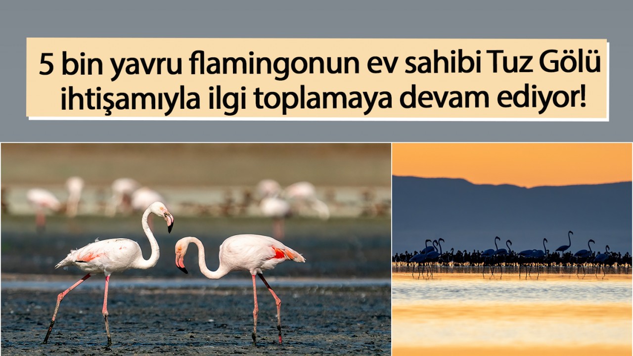 5 bin yavru flamingonun ev sahibi Tuz Gölü ihtişamıyla ilgi toplamaya devam ediyor!