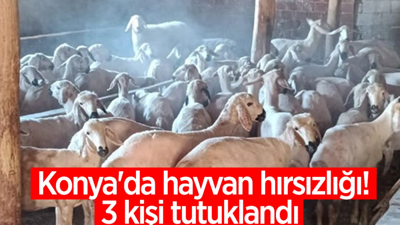 Konya’da hayvan hırsızlığı! 3 kişi tutuklandı