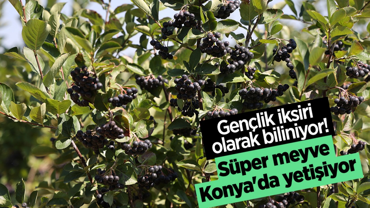 Gençlik iksiri olarak biliniyor! Süper meyve Konya’da yetişiyor