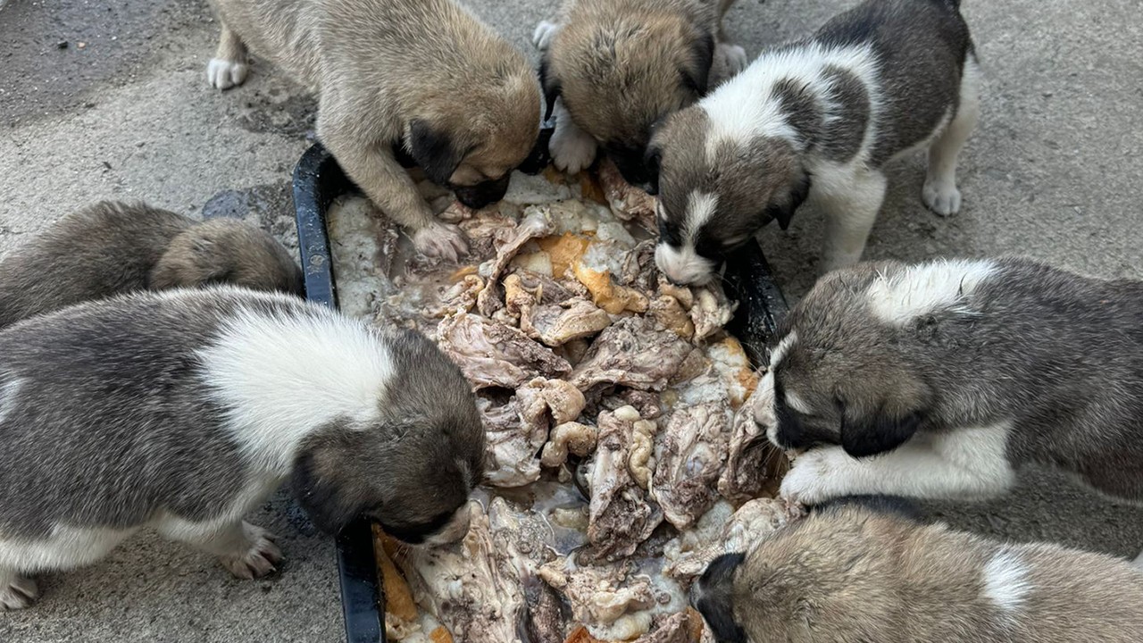 5 köpek ölü bulundu; zehirlendikleri iddia edildi