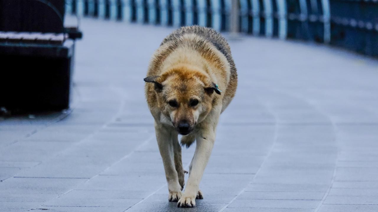 Başıboş sokak köpeğinin ısırdığı İrlandalı turist İBB'ye dava açtı