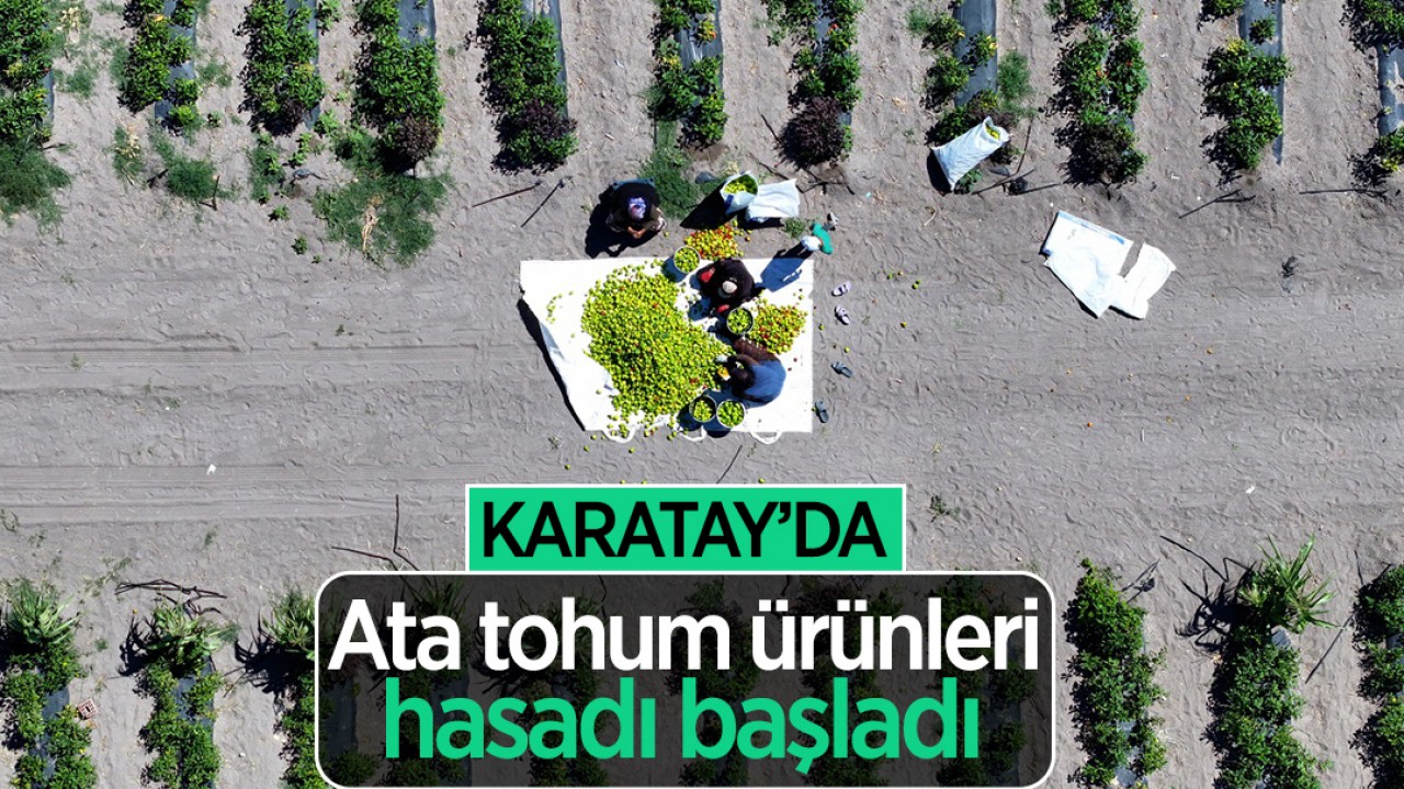 Karatay’da ata tohumu ürünleri hasadı başladı