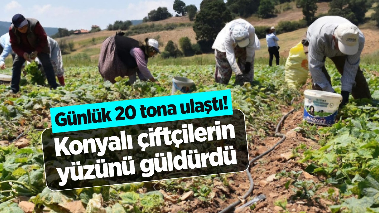 Günlük 20 tona ulaştı! Konyalı çiftçilerin yüzünü güldürdü