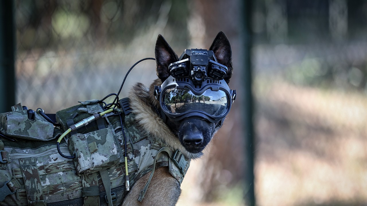 Eğitimli köpeklere entegre edildi: Mehmetçiğin arazideki gözü olacak