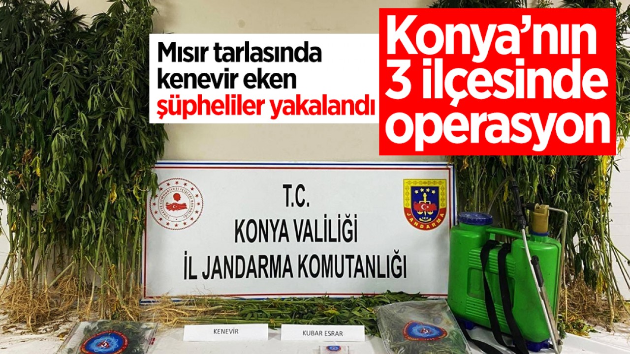 Konya’nın 3 ilçesinde operasyon: Mısır tarlasında kenevir eken şüpheliler yakalandı