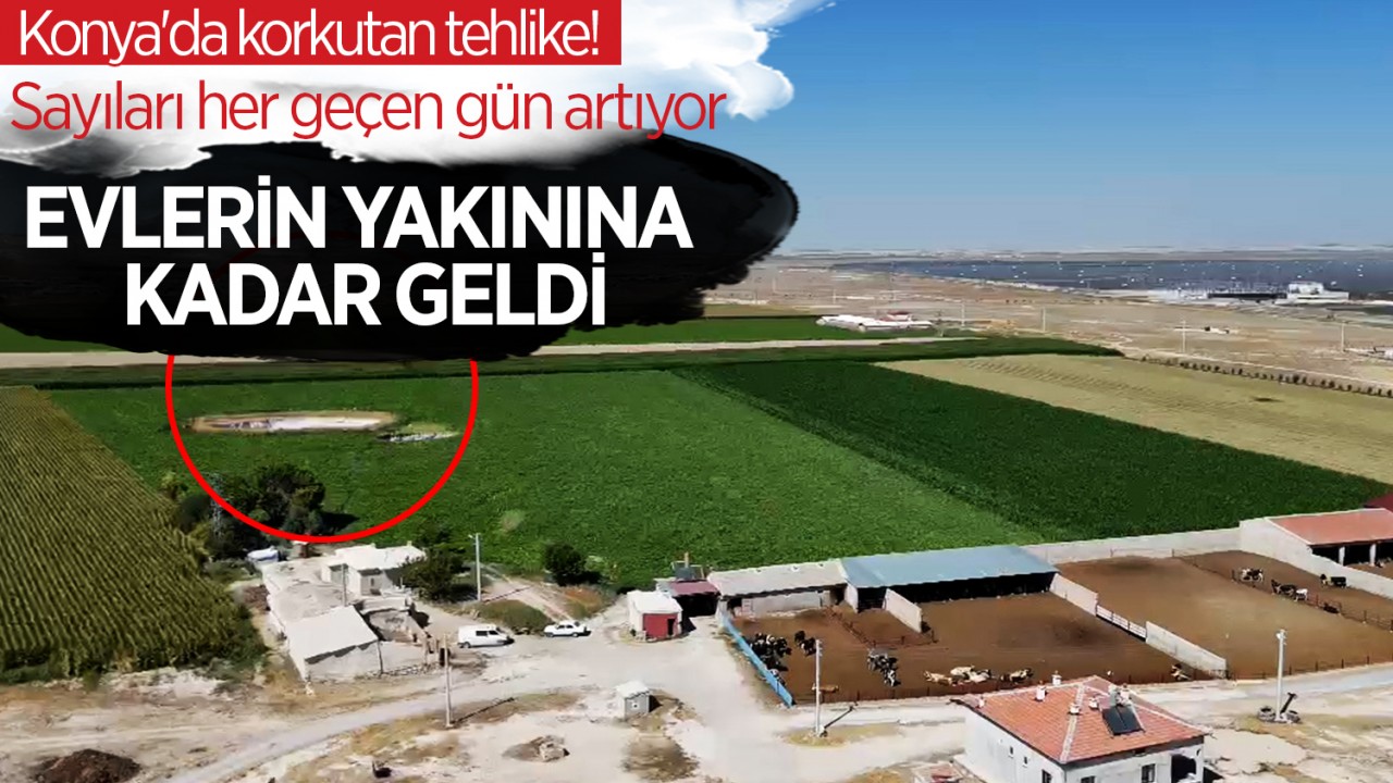 Konya'da korkutan tehlike! Sayıları her geçen gün artıyor: Evlerin yakınına kadar geldi