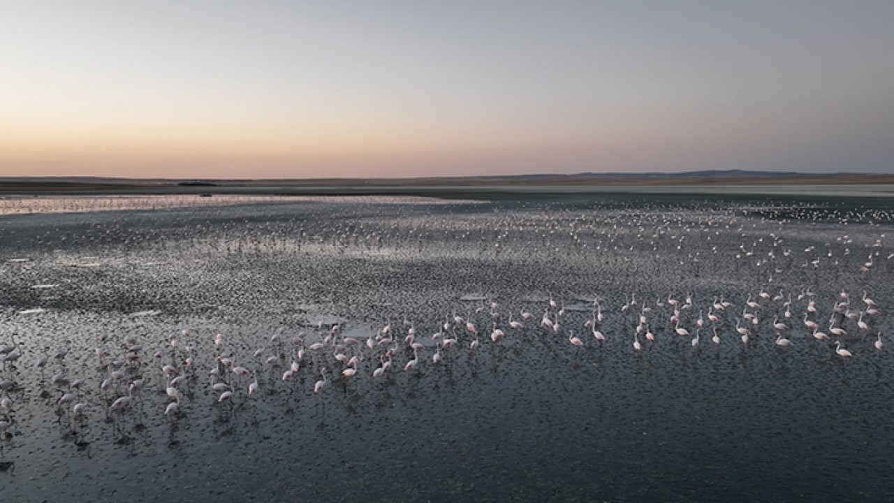 Tuz Gölü’nde bu yıl toplu flamingo ölümü olmadı, 4 bin 300 yavru tespit edildi