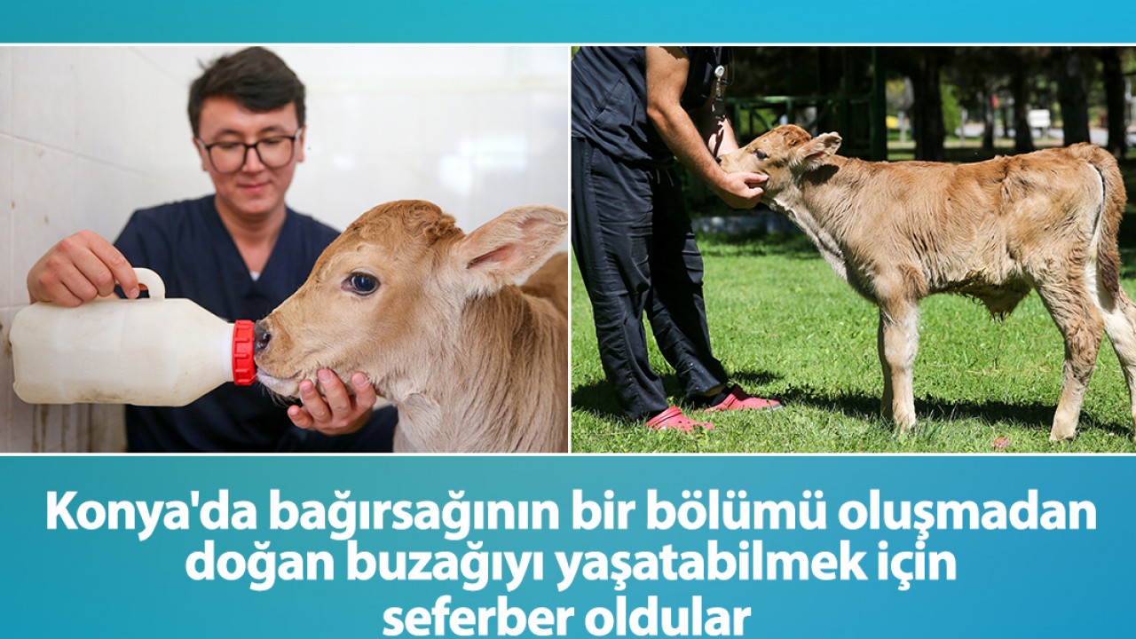 Konya’da bağırsağının bir bölümü oluşmadan doğan buzağıyı yaşatabilmek için seferber oldular