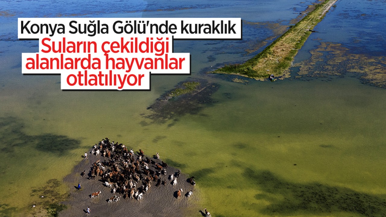 Konya Suğla Gölü'nde kuraklık: Suların çekildiği alanlarda hayvanlar otlatılıyor 