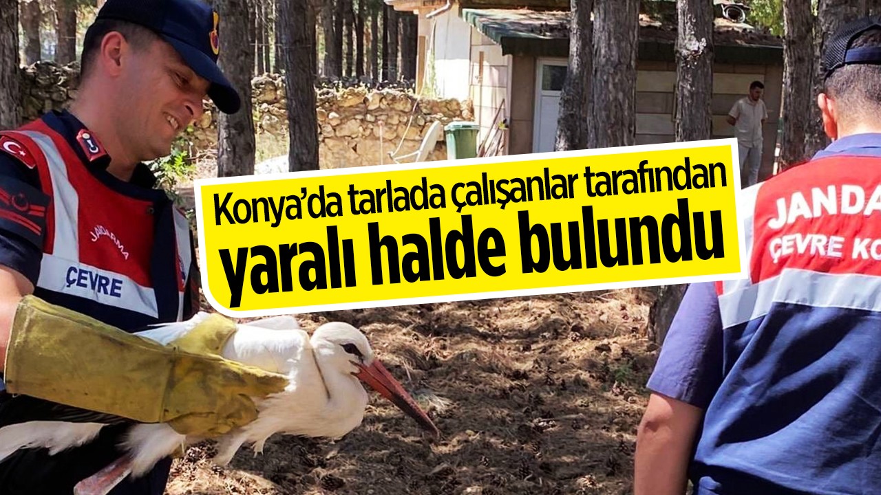 Konya’da tarlada çalışanlar tarafından yaralı halde bulundu