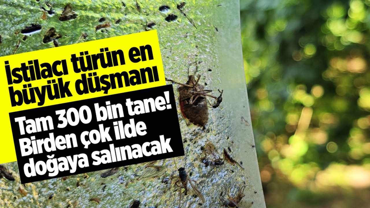 İstilacı türün en büyük düşmanı: Tam 300 bin tane! Birden çok ilde doğaya salınacak