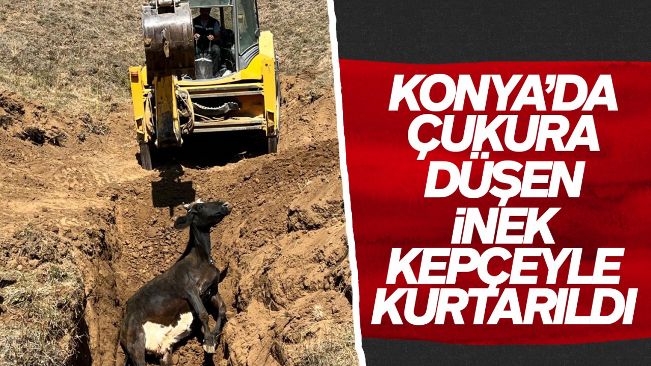 Konya’da çukura düşen inek kepçeyle kurtarıldı