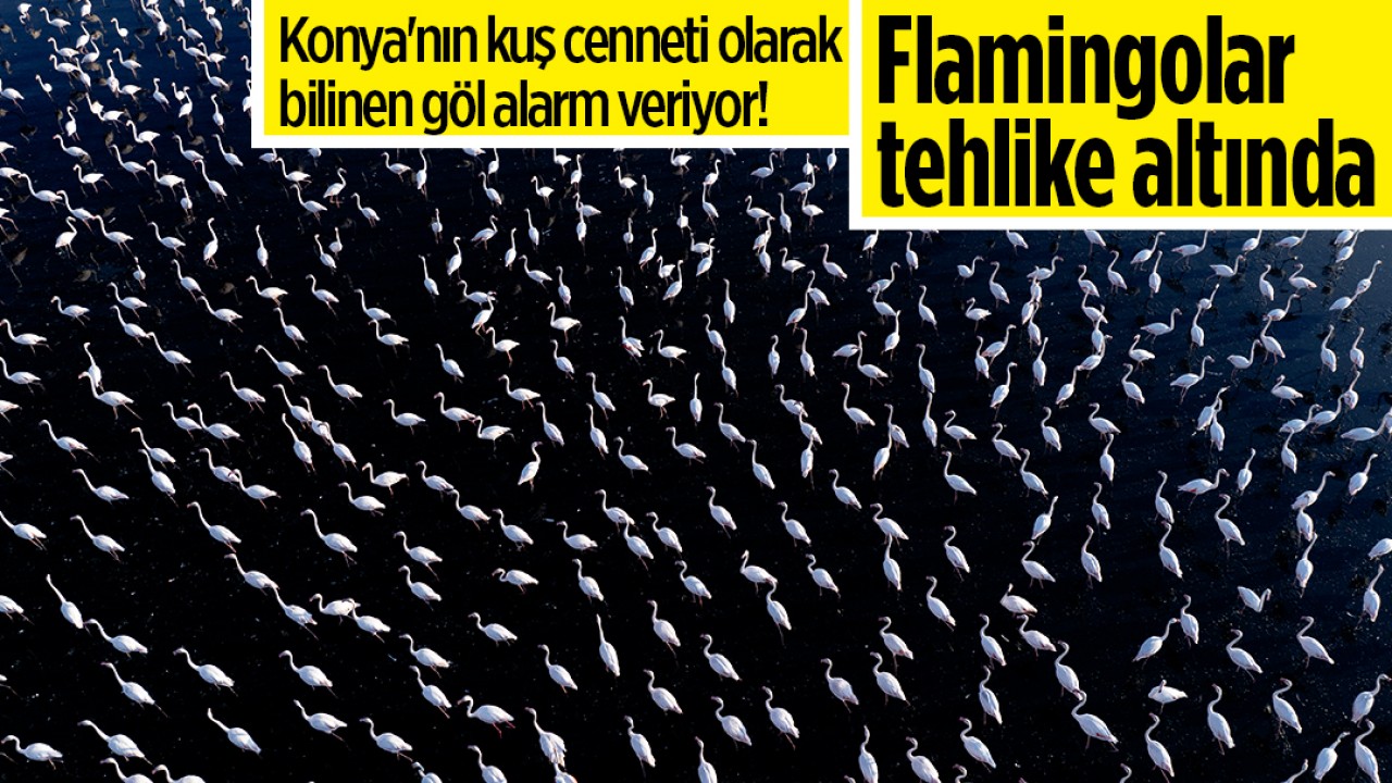 Konya'nın kuş cenneti olarak bilinen göl alarm veriyor! Flamingolar tehlike altında