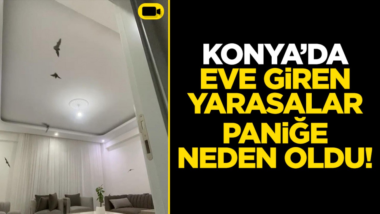 Konya’da eve giren yarasalar paniğe neden oldu: O anlar kamerada