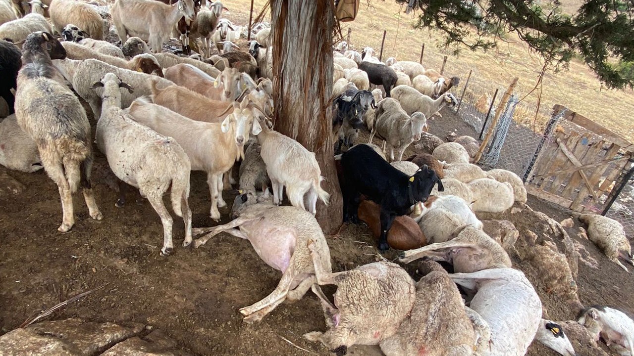 Çınar ağacına yıldırım düşmesi sonucu altında bulunan 30 küçükbaş öldü