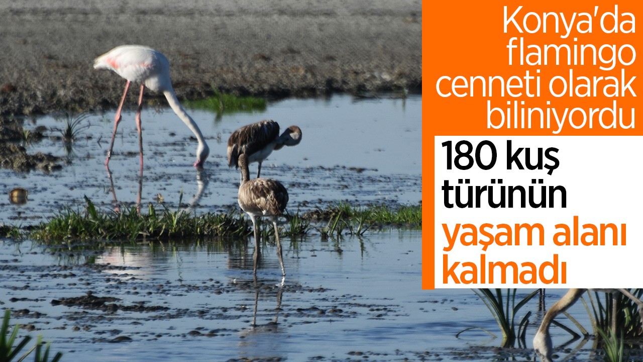 Konya’da ’flamingo cenneti’ olarak biliniyordu: 180 kuş türünün yaşam alanı kalmadı