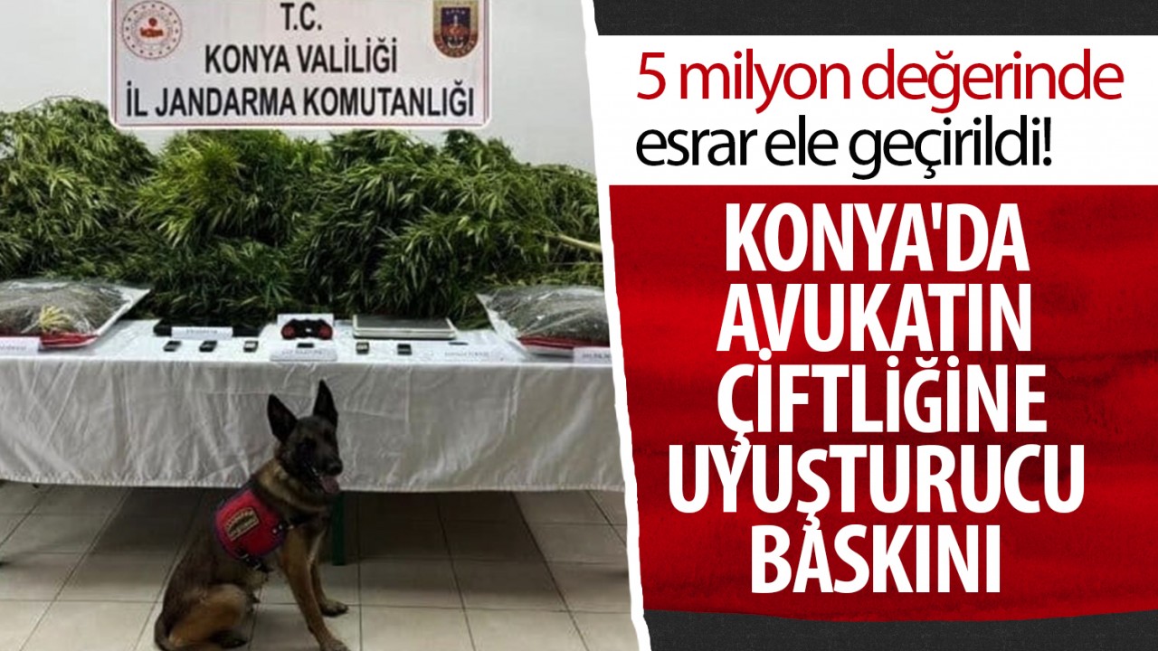 Konya’da avukatın çiftliğine uyuşturucu baskını: 5 milyon değerinde esrar ele geçirildi!