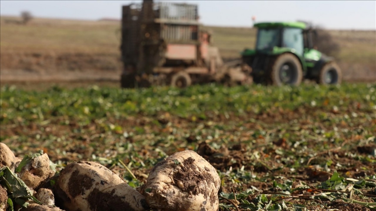 Türkşeker’in yeni sezondaki üretim hedefi 950 bin ton