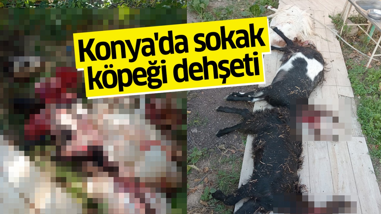 Konya'da sokak köpeği dehşeti