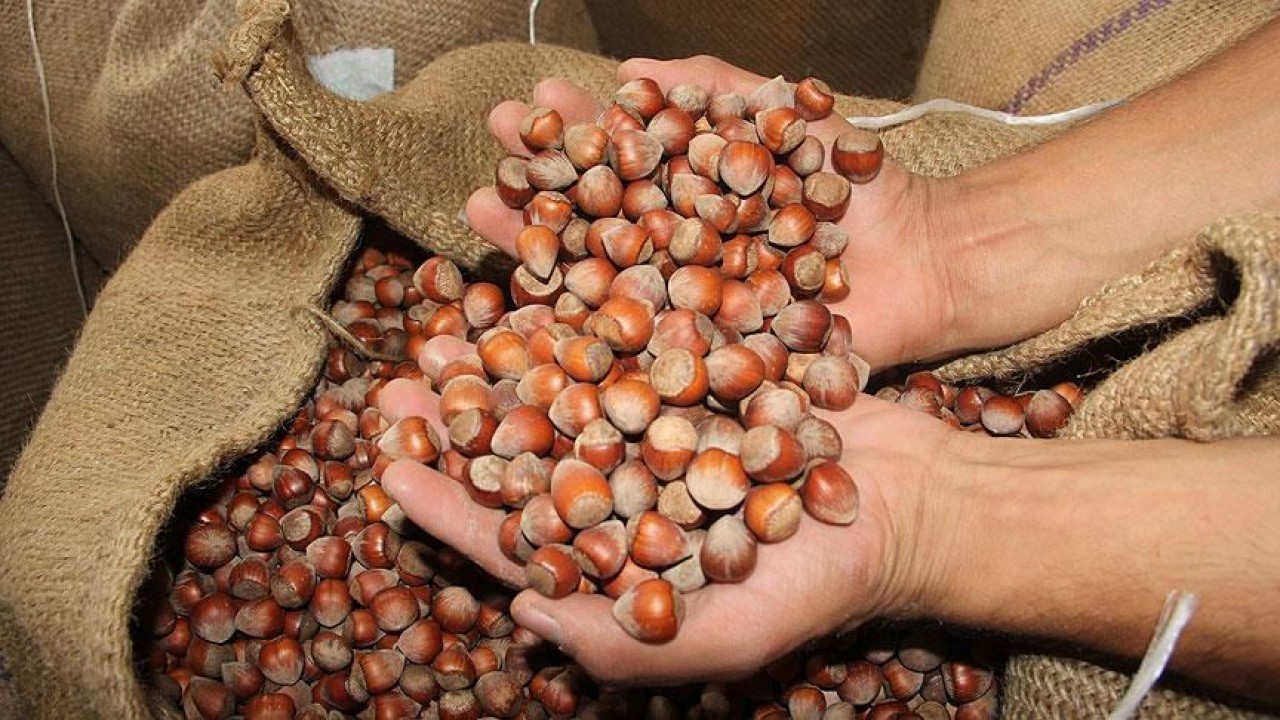 Türk fındığı geçen sezon 124 ülkede alıcı buldu