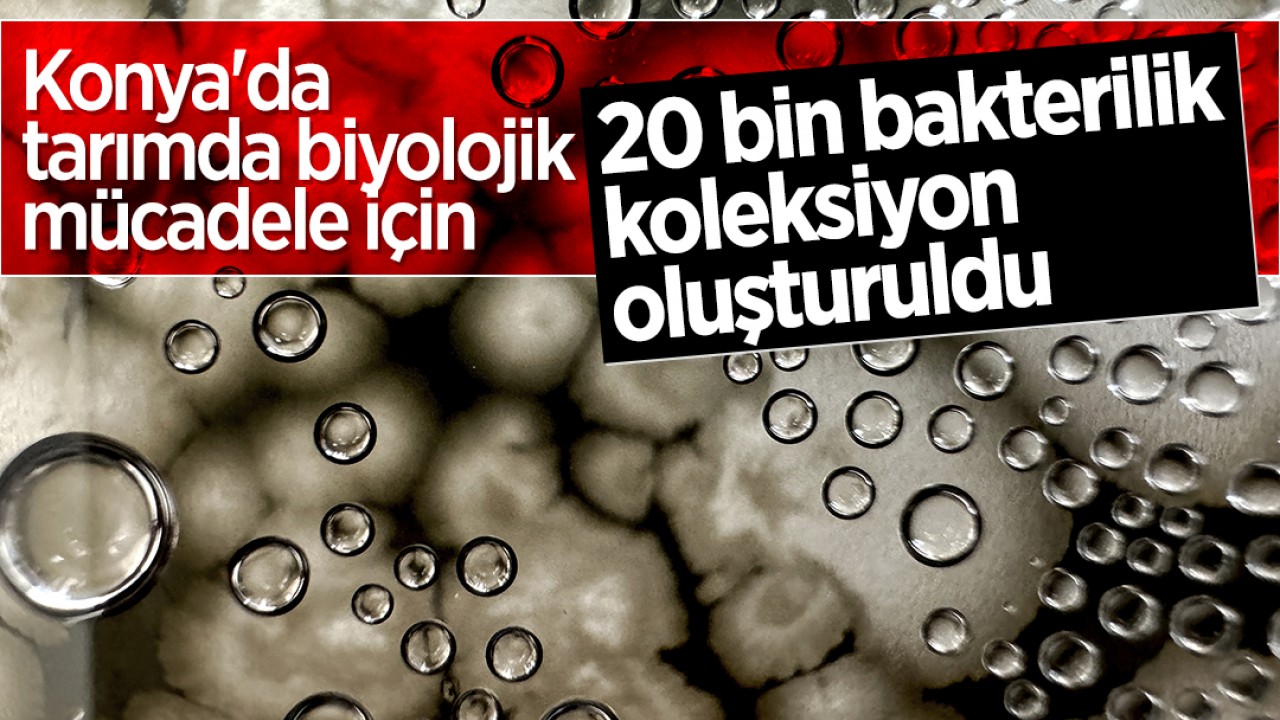 Konya'da tarımda biyolojik mücadele için 20 bin bakterilik koleksiyon oluşturuldu