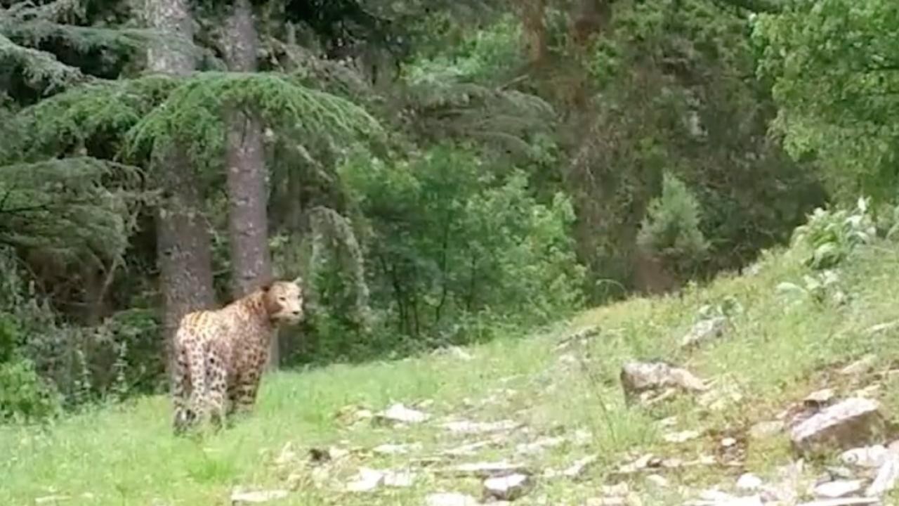 Anadolu parsı bir kez daha görüntülendi