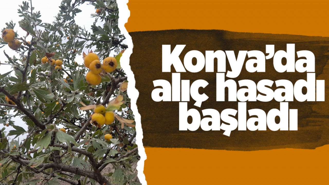 Konya’da alıç hasadı başladı