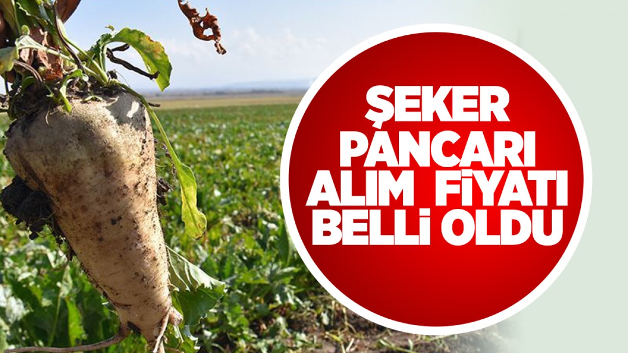 2024 şeker pancarı alım fiyatı belli oldu! Yüzde 28 oranında artış