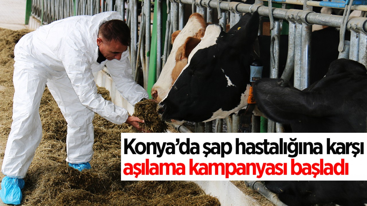 Konya’da şap hastalığına karşı aşılama kampanyası başladı