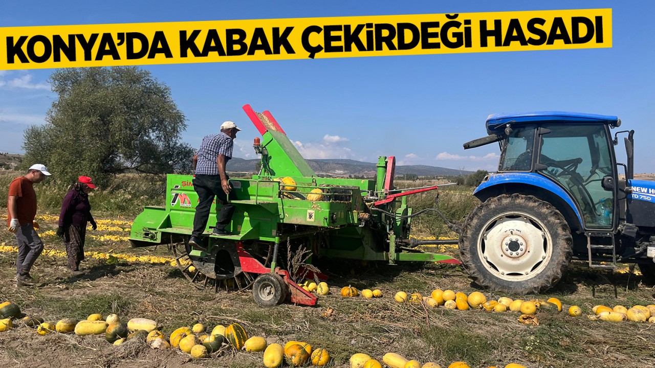 Konya’da kabak çekirdeği hasadı