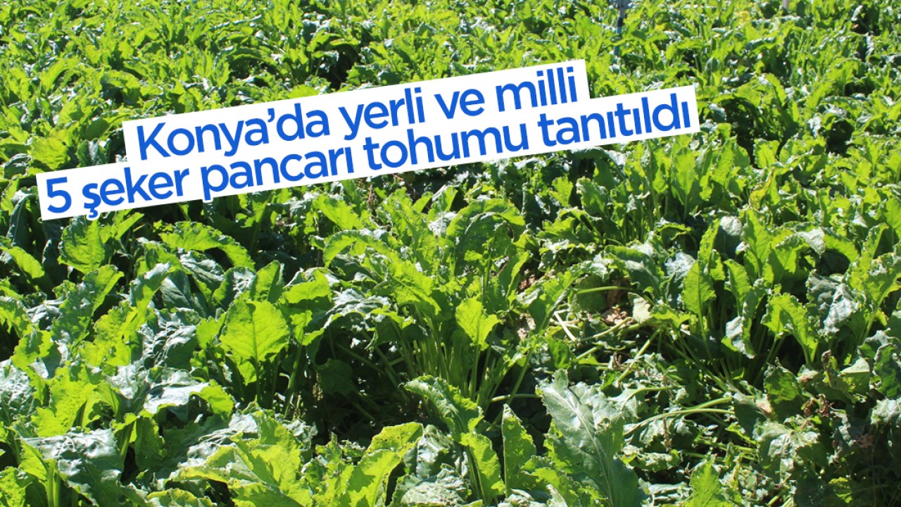 Konya’da yerli ve milli 5 şeker pancarı tohumu tanıtıldı