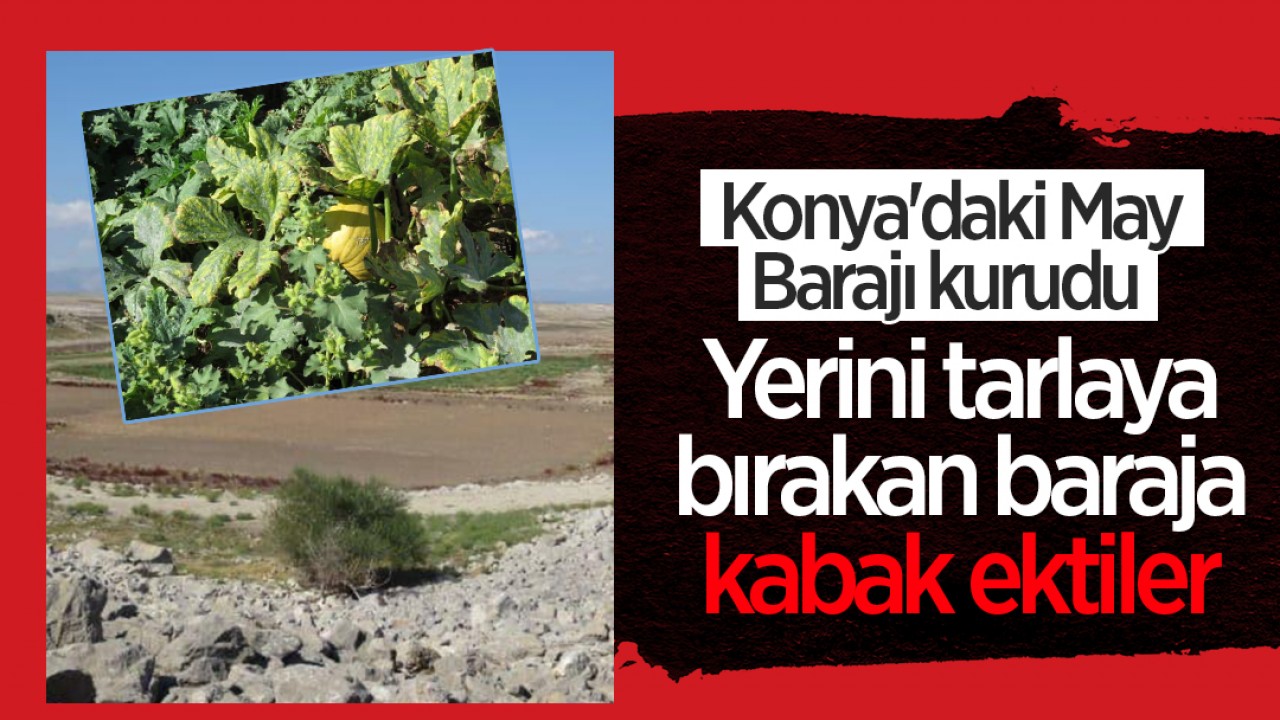 Konya’daki May Barajı kurudu: Yerini tarlaya bırakan baraja kabak ektiler