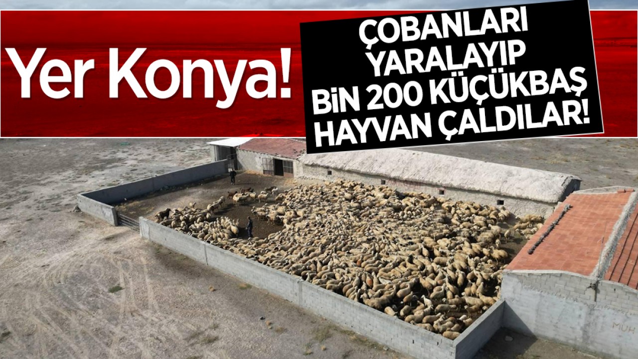 Yer Konya! Çobanları yaralayıp bin 200 küçükbaş hayvan ile kayıplara karıştılar