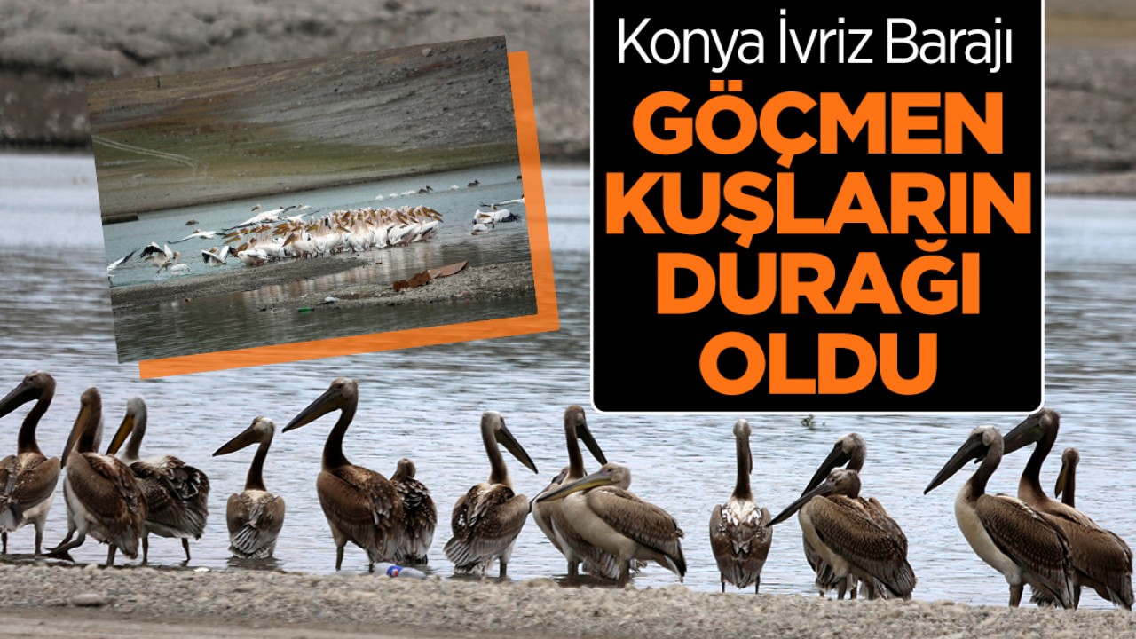 Konya İvriz Barajı göçmen kuşların durağı oldu