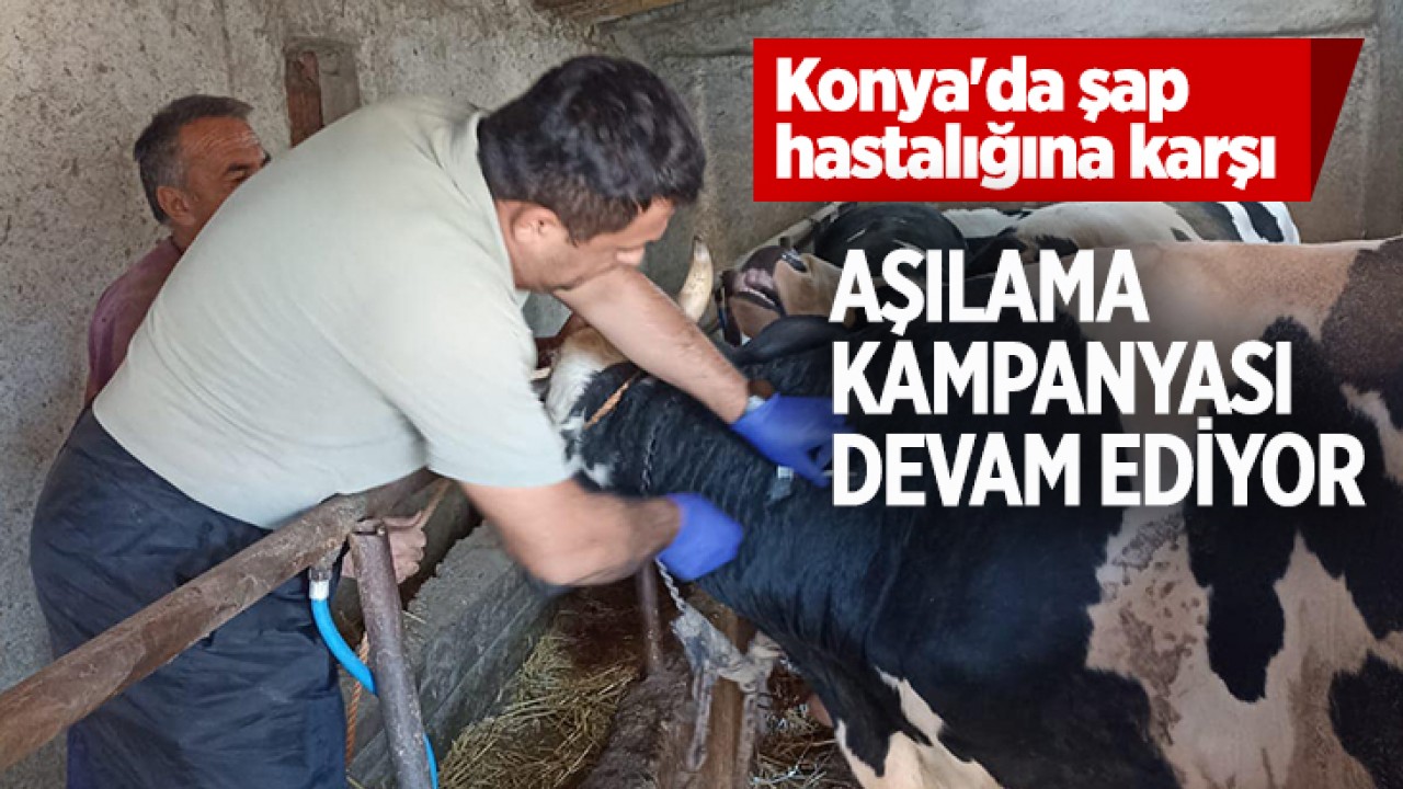 Konya’da şap hastalığına karşı aşılama kampanyası sürüyor