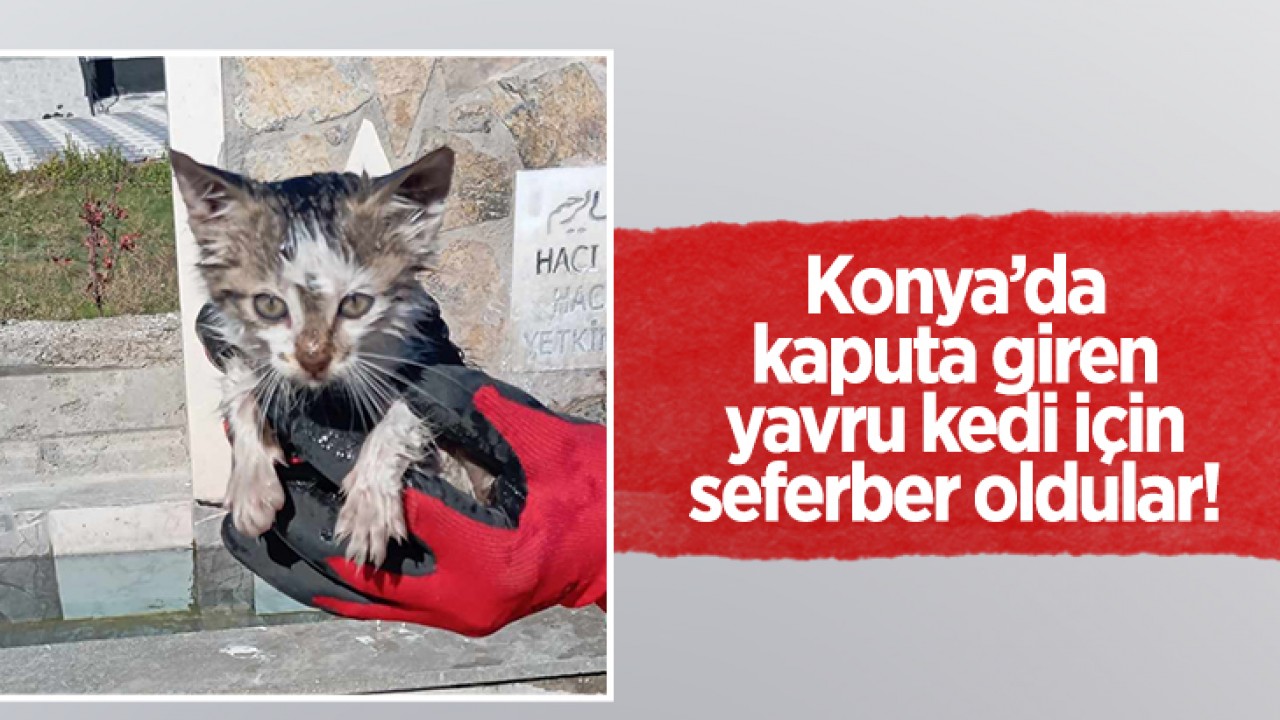 Konya’da kaputa giren yavru kedi için seferber oldular