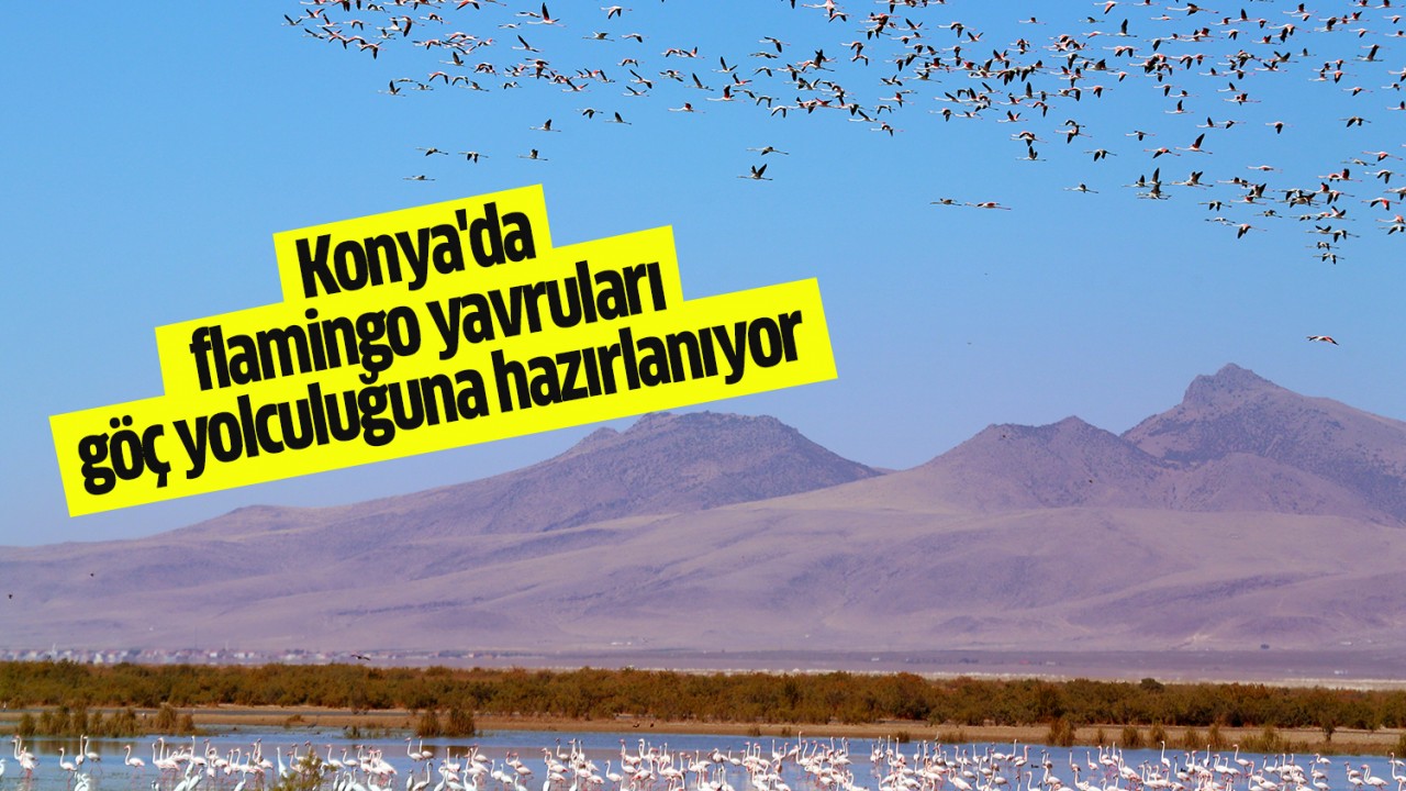 Konya’da flamingo yavruları göç yolculuğuna hazırlanıyor