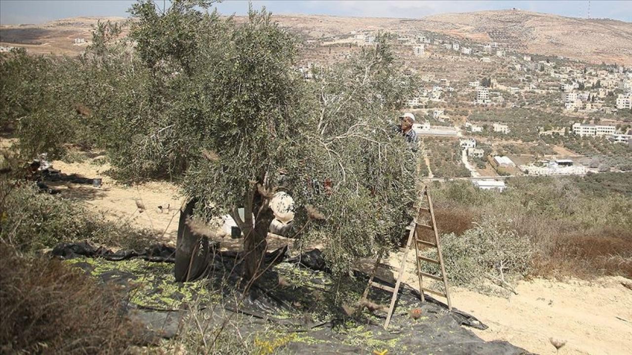 Filistinli çiftçiler, topraklarını gasbeden İsrailliler nedeniyle zeytin hasadını yapamıyor