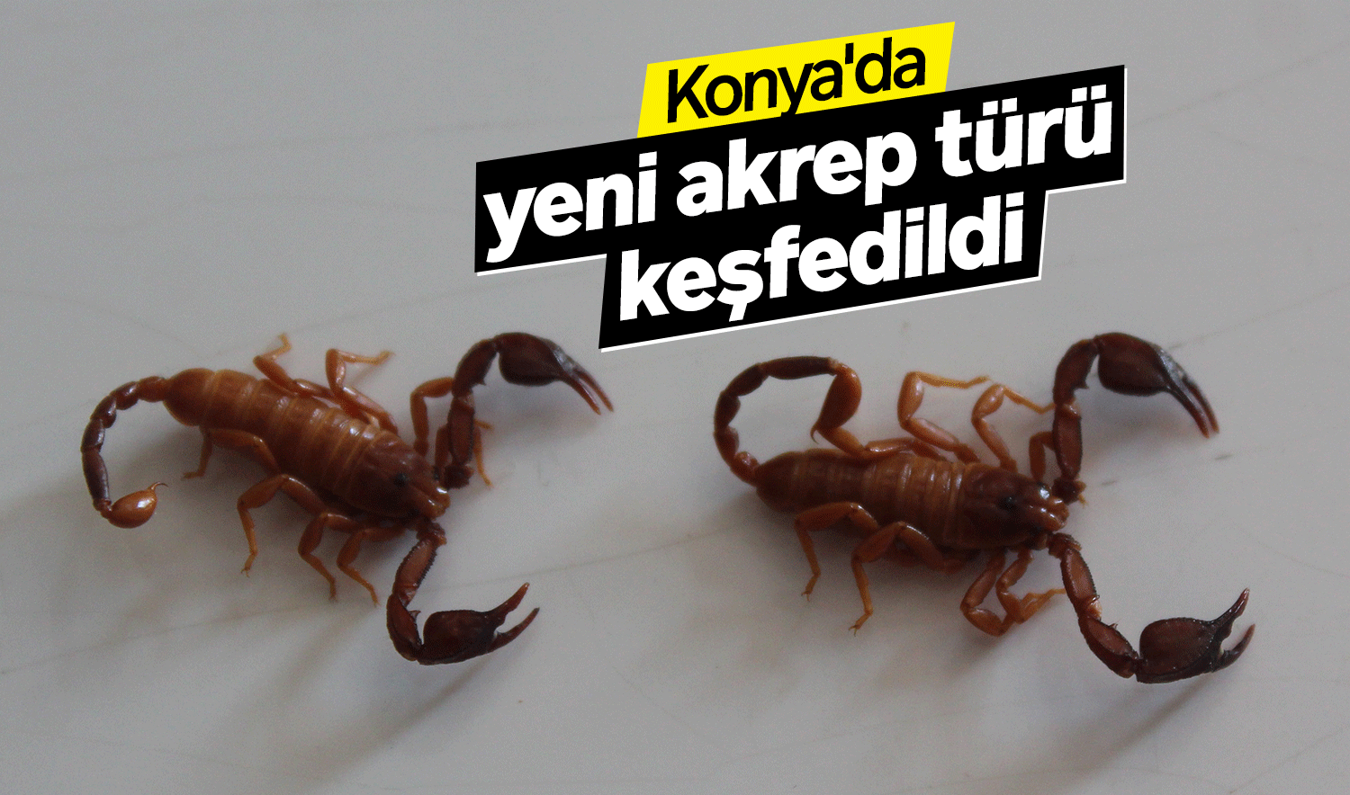 Konya’da yeni akrep türü keşfedildi