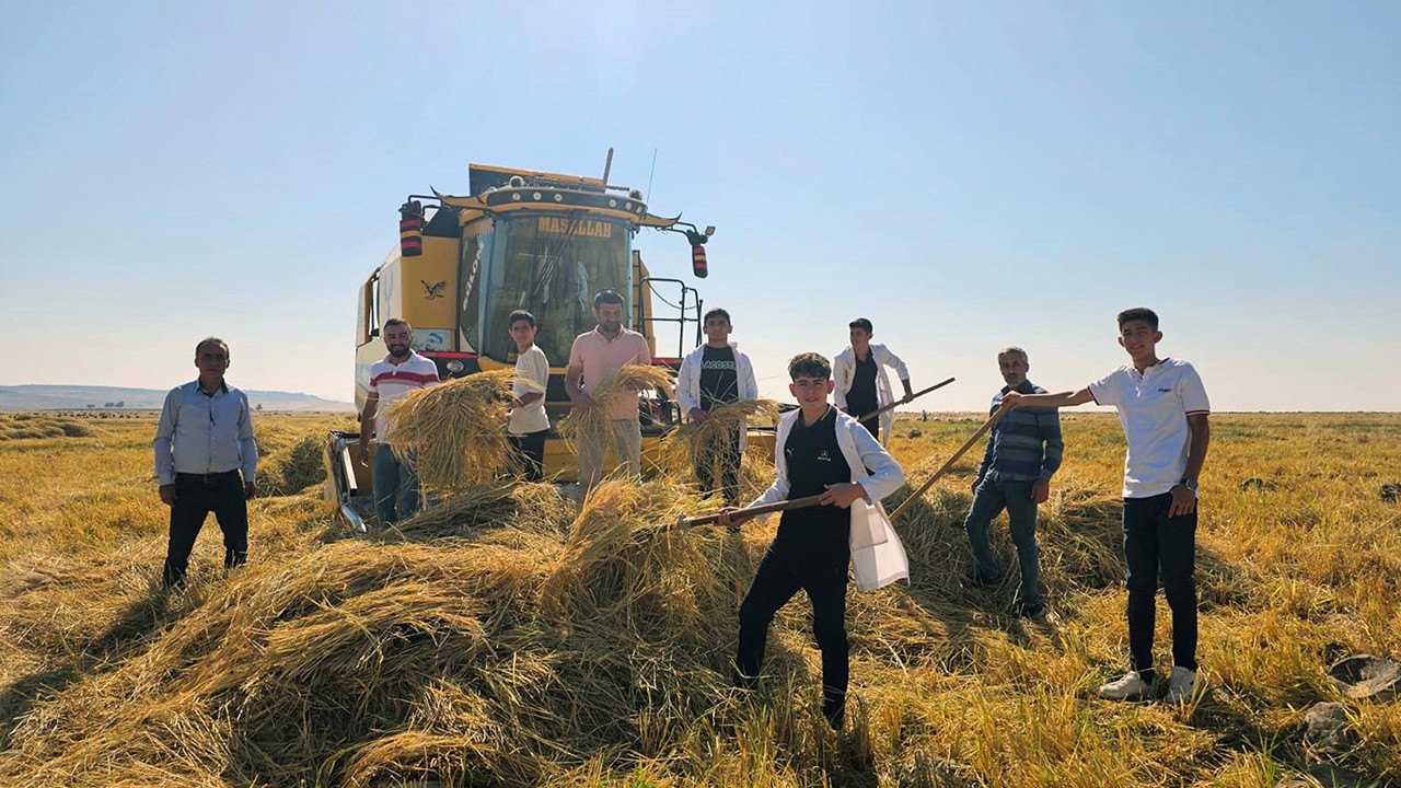 Liseli tarım öğrencilerine uygulama; Karacadağ pirinci hasadı