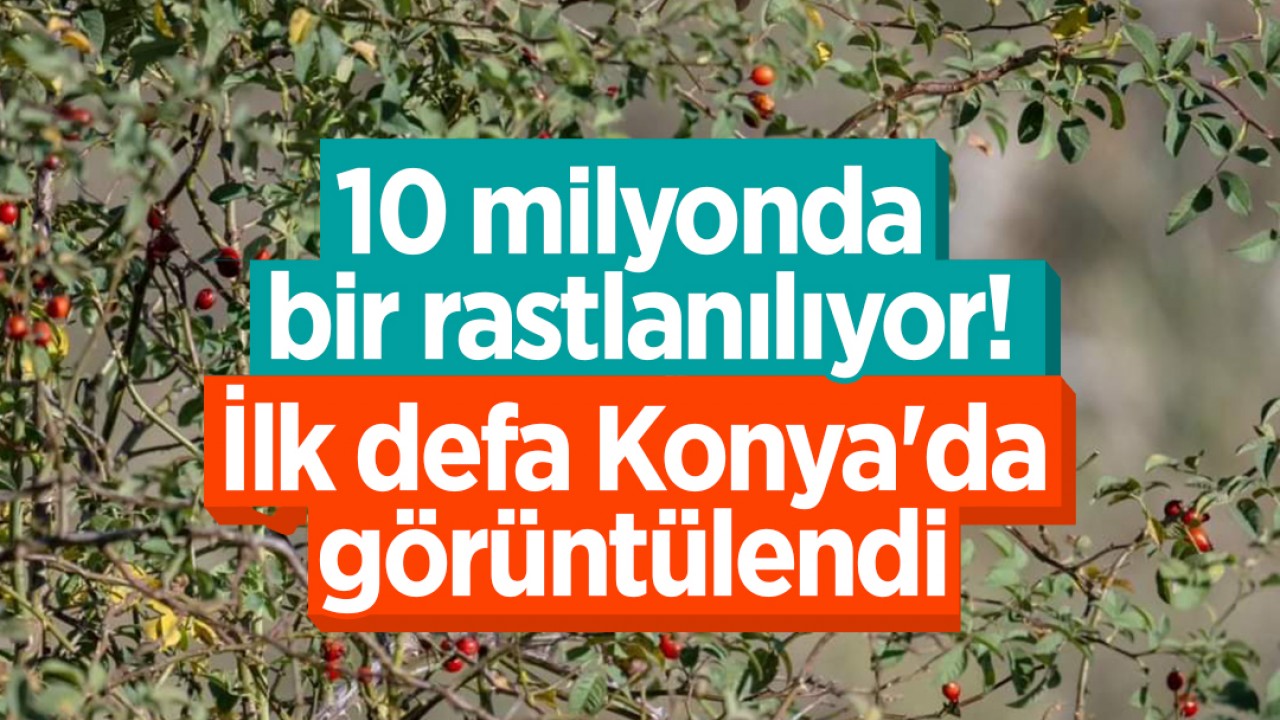 10 milyonda bir rastlanılıyor! İlk defa Konya’da görüntülendi