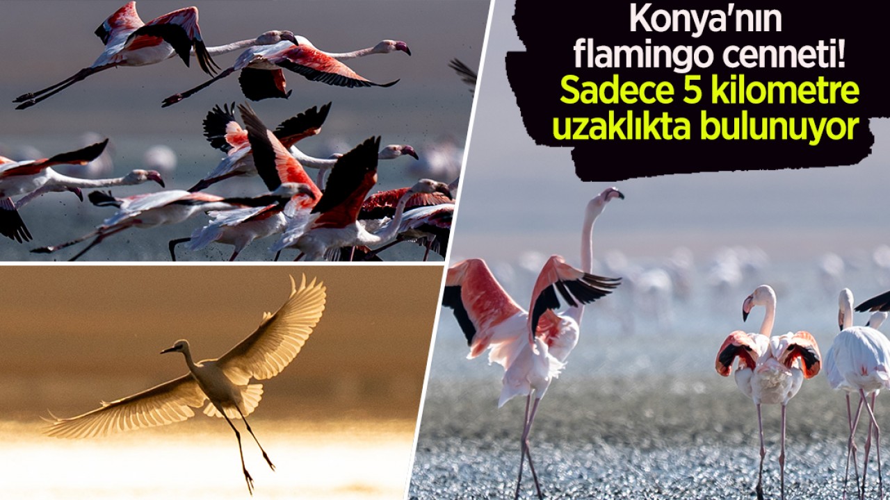 Konya’nın flamingo cenneti! Sadece 5 kilometre uzaklıkta bulunuyor